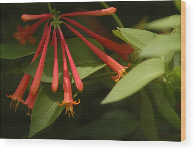 Honeysuckle Wood Print featuring the photograph Honeysuckle by Wanda Brandon