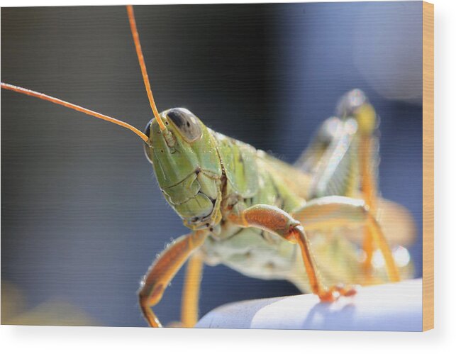 Grasshopper Wood Print featuring the photograph Hopper by Mary Haber