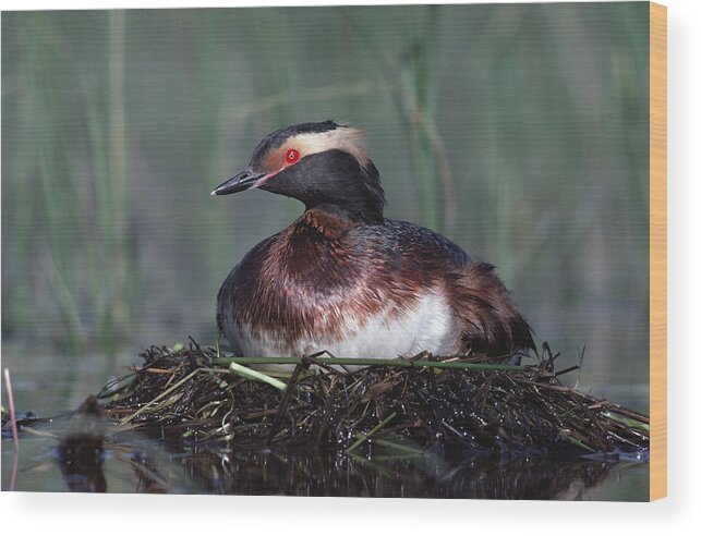 00171877 Wood Print featuring the photograph Horned Grebe Parent Incubating Eggs by Tim Fitzharris