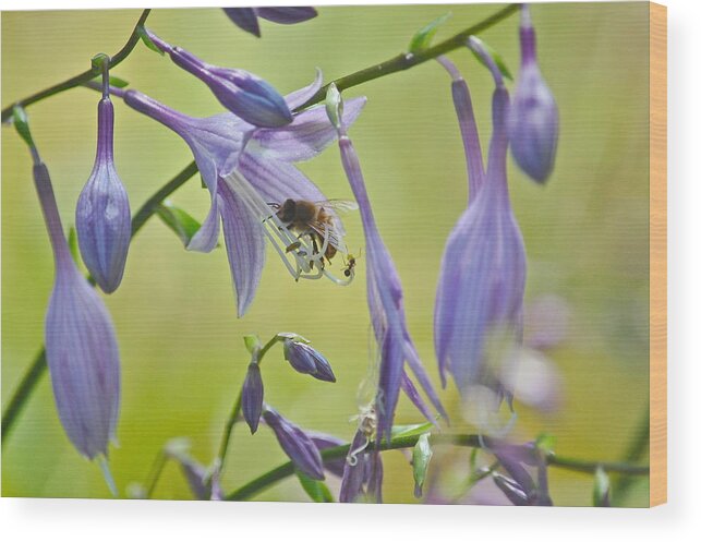 Hosta Blossom Wood Print featuring the photograph Hosta Blossom-Bee-Ant by Mary McAvoy