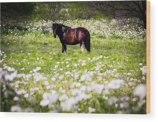 Horse Wood Print featuring the photograph Howdy by Chris Multop