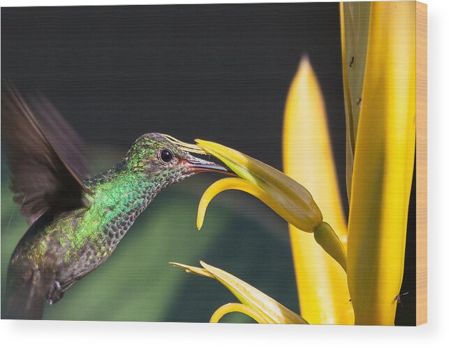 Hummingbird Wood Print featuring the photograph Hummingbird feeding by Craig Lapsley