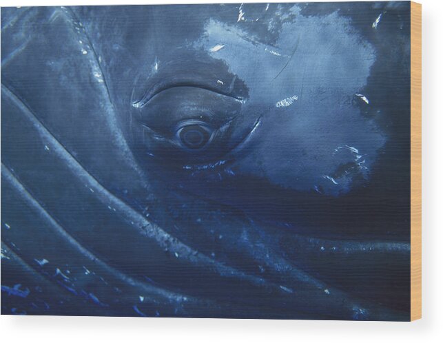 00129866 Wood Print featuring the photograph Humpback Whale Eye Maui Hawaii by Flip Nicklin