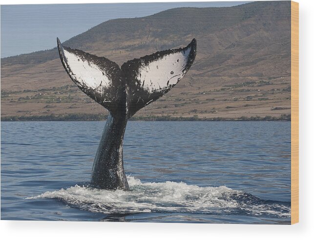 00482715 Wood Print featuring the photograph Humpback Whale Tail Maui Hawaii by Flip Nicklin