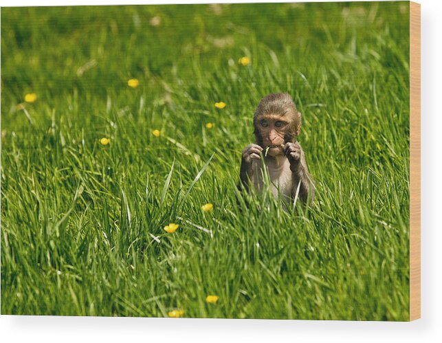 Rhesus Wood Print featuring the photograph Hungry Monkey by Justin Albrecht