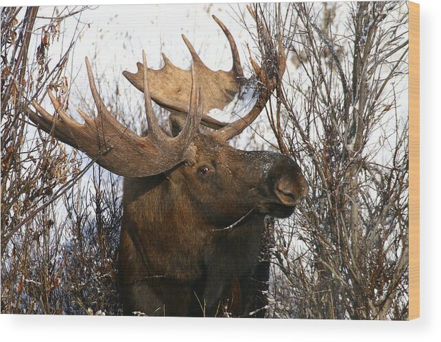 Alaska Wood Print featuring the photograph I Spy by Doug Lloyd