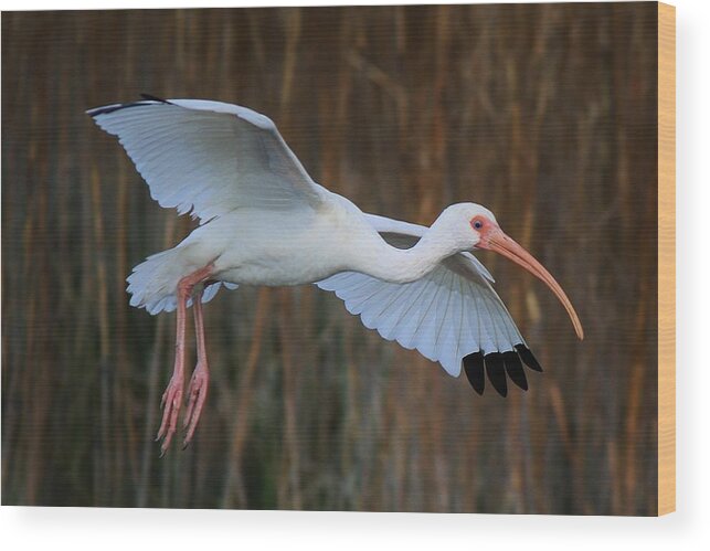 Ibis Wood Print featuring the photograph Ibis in Flight by Paulette Thomas
