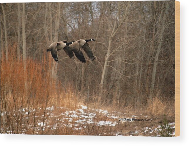 Photography Wood Print featuring the photograph In Flight by Jale Fancey