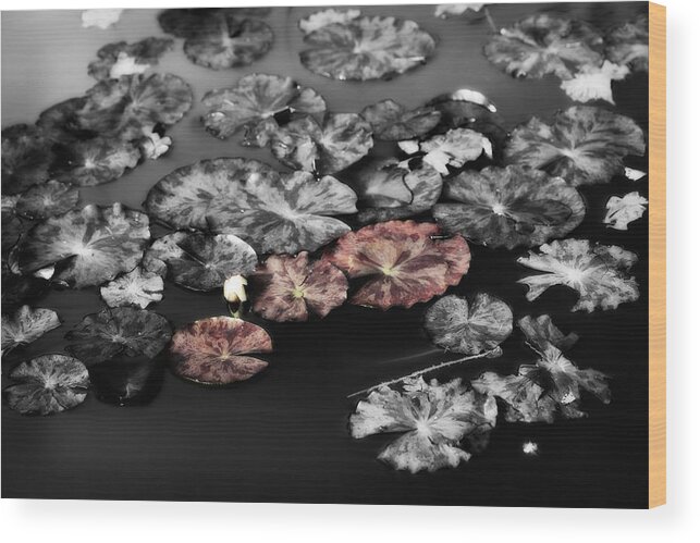 Lily Pads Wood Print featuring the photograph In the Pond by Bonnie Bruno