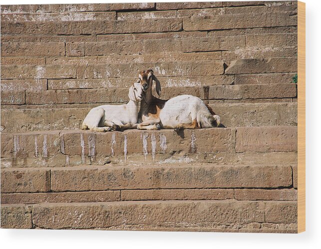 Travel Wood Print featuring the photograph Goats In Love by Claude Taylor