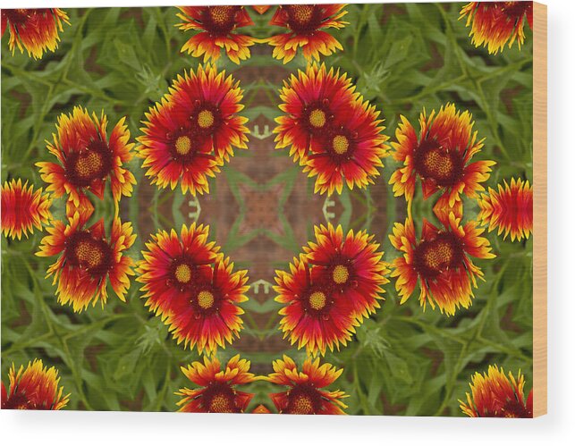 Kaleidoscope Wood Print featuring the photograph Indian Blanket Flower - Kaleidoscope by Bill Barber