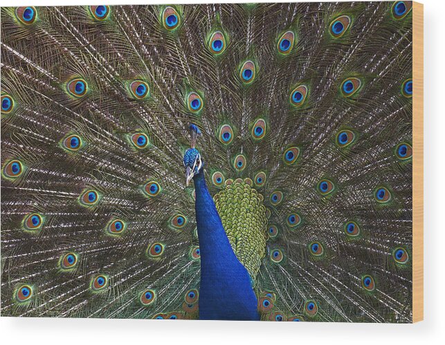 00176458 Wood Print featuring the photograph Indian Peafowl Male With Tail Fanned by Tim Fitzharris