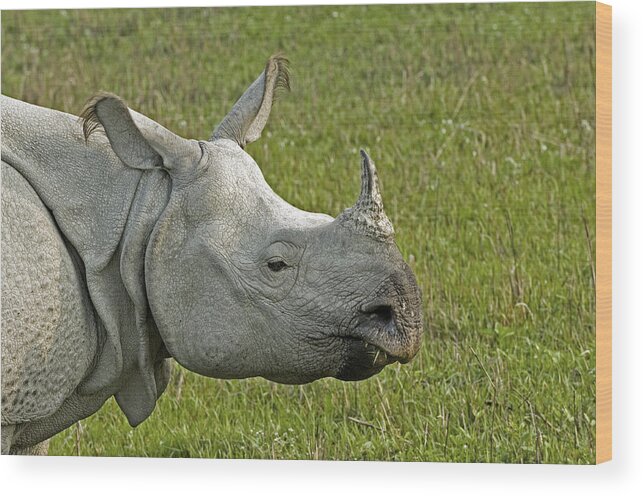 Rhinoceros Unicornis Wood Print featuring the photograph Indian Rhinoceros by Tony Camacho