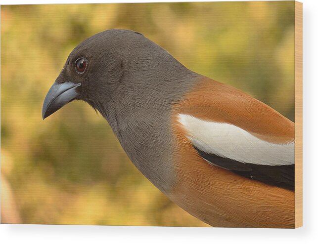 3003 Wood Print featuring the photograph Indian Treepie. A portrait. by Fotosas Photography