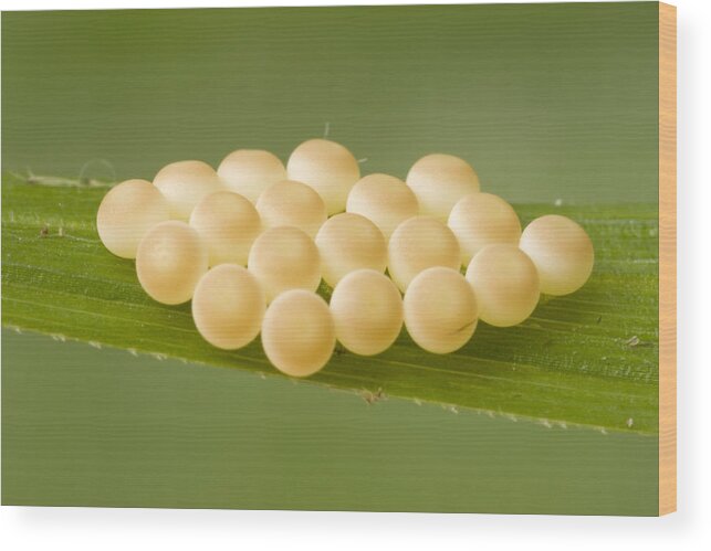 00298007 Wood Print featuring the photograph Insect Eggs Guinea West Africa by Piotr Naskrecki