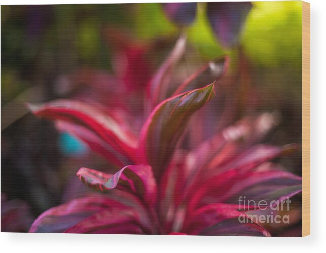 Bromeliad Wood Print featuring the photograph Island Bromeliad by Mike Reid