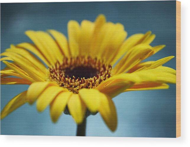 Flower Wood Print featuring the photograph ...It Might Have Been by Melanie Moraga