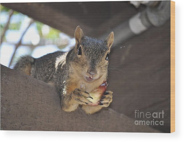 Squirrel Wood Print featuring the photograph It's My Fig by Johanne Peale
