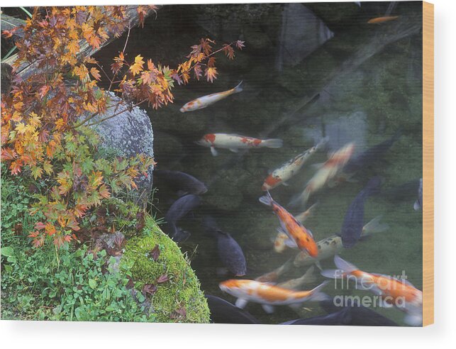 Tree Wood Print featuring the photograph Japan-4-13 by Craig Lovell
