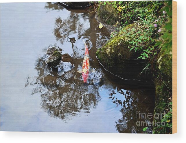 Koi Wood Print featuring the photograph Japanese Koi Pond by Dean Harte