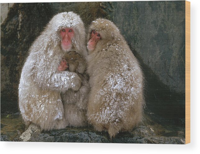 Mp Wood Print featuring the photograph Japanese Macaque Macaca Fuscata Family by Konrad Wothe