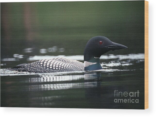 Loon Wood Print featuring the photograph Jasper - Loon 3 by Terry Elniski