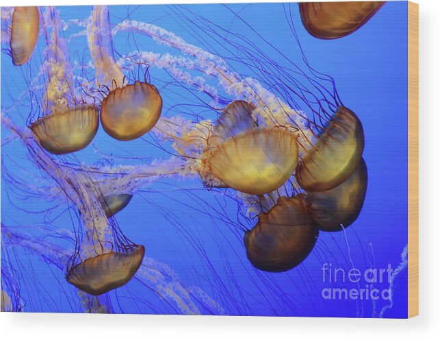 Jellyfish Wood Print featuring the photograph Jellyfish 6 by Bob Christopher