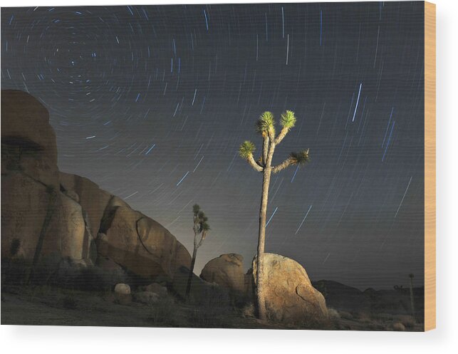 Desert Wood Print featuring the photograph Joshua Tree Star Trails by Dung Ma