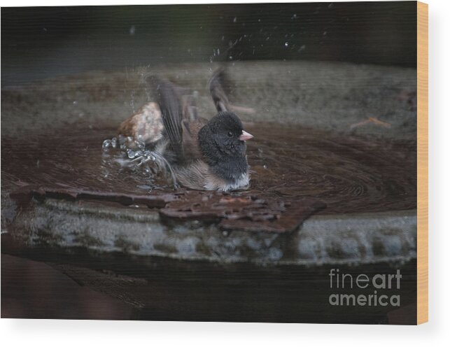 Animals Wood Print featuring the digital art Junco in the Birdbath by Carol Ailles