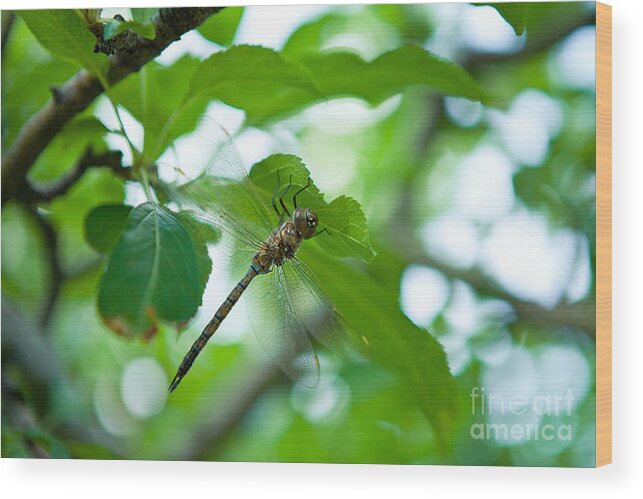 Dragonfly Wood Print featuring the photograph Just Buzzin By by Barbara Schultheis