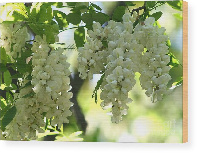 White Flowers. Hanging White Flowers Wood Print featuring the photograph Just Hangin' Around by Christina A Pacillo