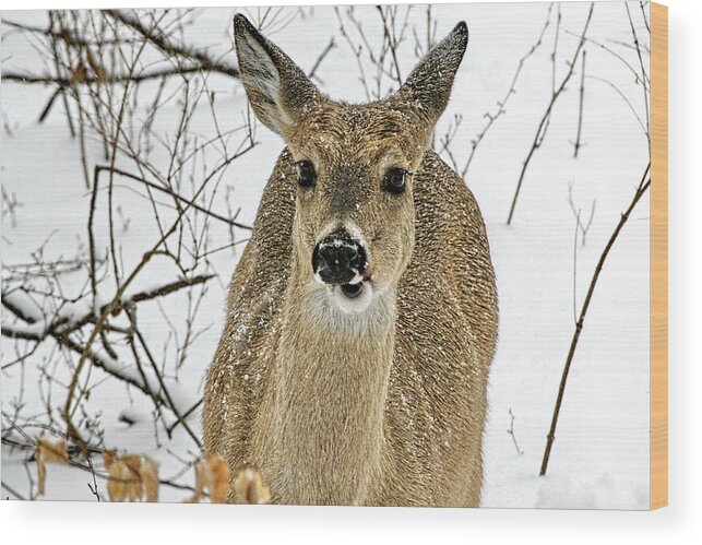 Kansas Wood Print featuring the photograph Kansas White Tail Deer in Snow by Alan Hutchins