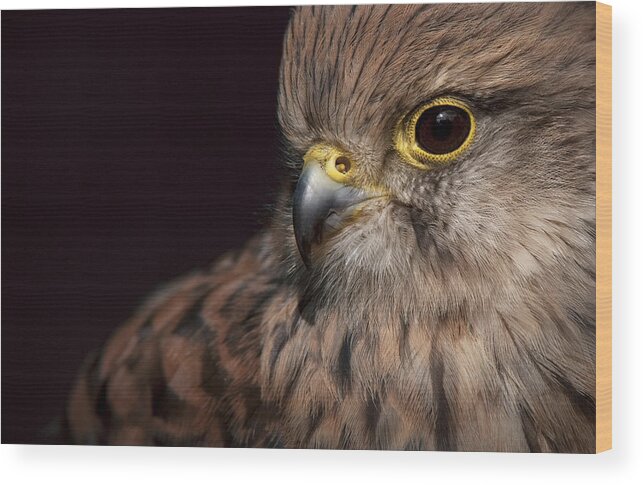 Kestrel Wood Print featuring the photograph Kestrel Close Up by Andy Astbury