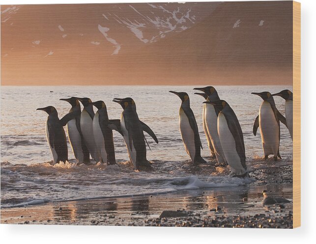 00449760 Wood Print featuring the photograph King Penguins Going To Sea St Andrews by Flip Nicklin