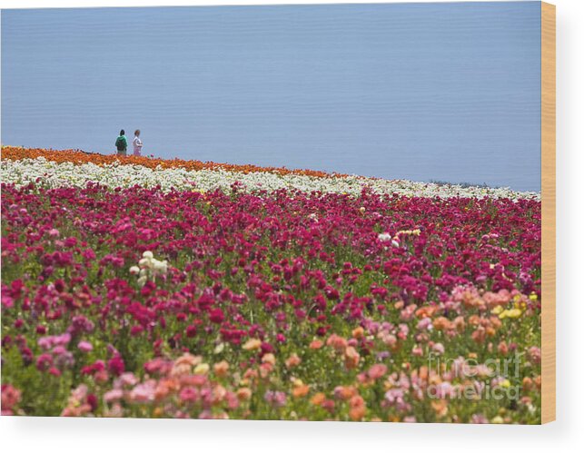 Flower Fields Wood Print featuring the photograph Knighton005 by Daniel Knighton