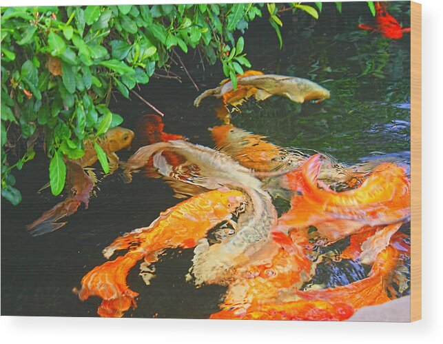 Art Photography Wood Print featuring the photograph Koi Joy by Christiane Kingsley