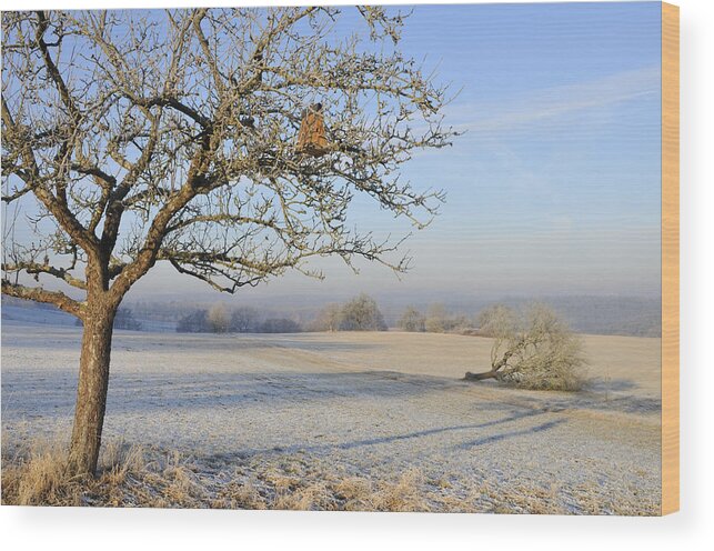 Landscape Wood Print featuring the photograph Landscape in beautiful warm morning light by Matthias Hauser