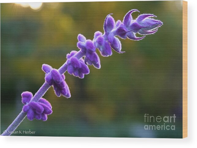 Flower Wood Print featuring the photograph Late Season Sage by Susan Herber