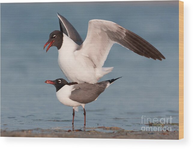 Clarence Holmes Wood Print featuring the photograph Laughing Gulls Mating by Clarence Holmes