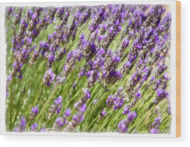 Lavender Wood Print featuring the photograph Lavender 2 by Ryan Weddle