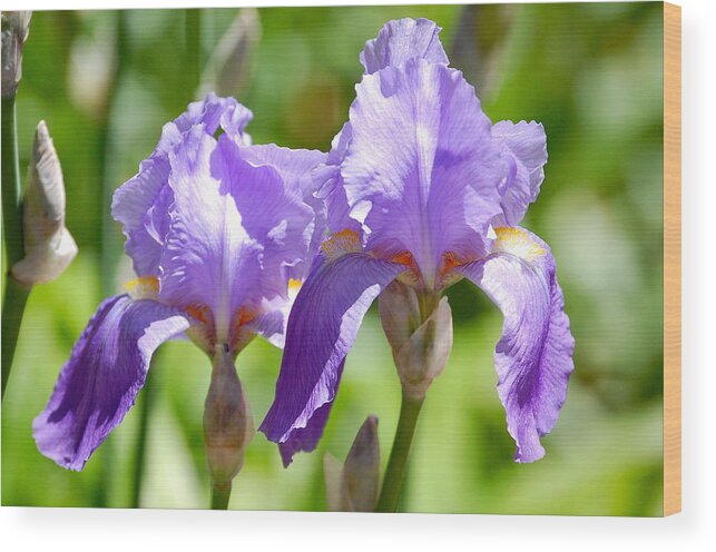 Image Of Lavender Iris Blossom Wood Print featuring the photograph Lavender Iris II by Mary McAvoy