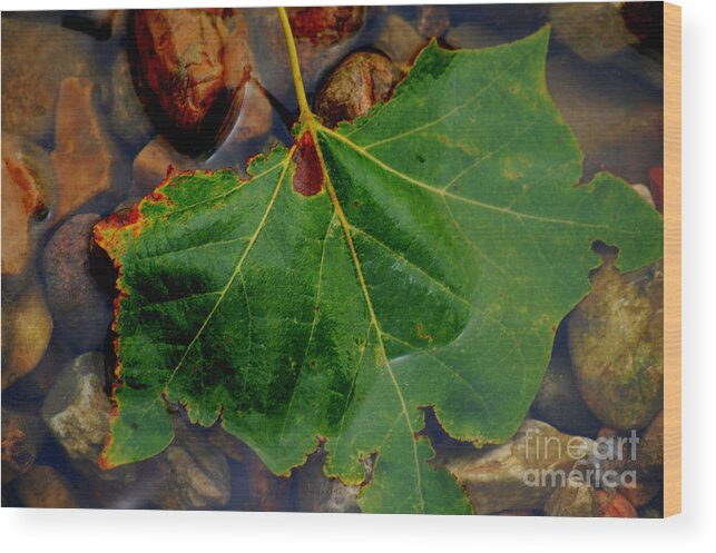 River Wood Print featuring the photograph Leaf in the River by Anjanette Douglas