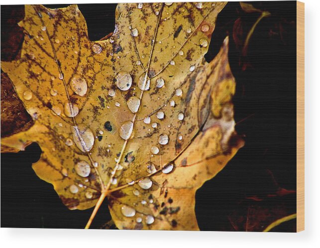 Fall Leaf With Water Droplets Wood Print featuring the photograph Leafwash by Burney Lieberman