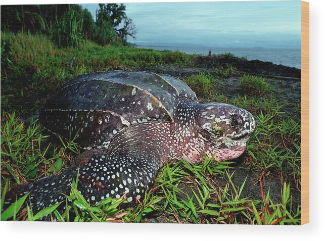 Mike Parry Wood Print featuring the photograph Leatherback Sea Turtle #1 by Mike Parry