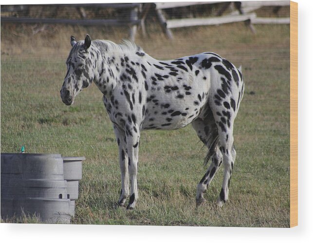 Leopard Appaloosa Wood Print featuring the photograph Leopard Appaloosa by Brad Scott