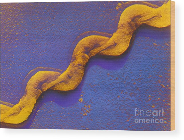 Scanning Wood Print featuring the photograph Leptospira by Omikron