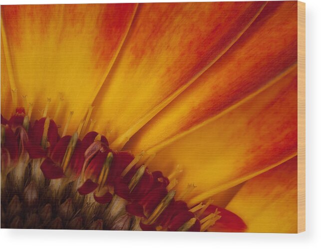 Macro Wood Print featuring the photograph Life Light by Naomi Clarke