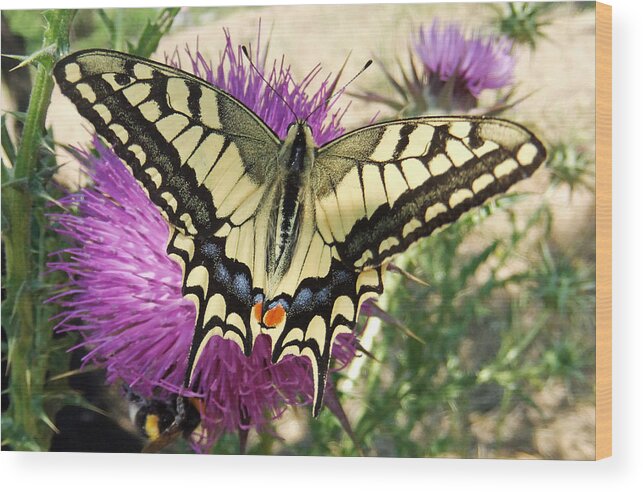 Swallow Tail Wood Print featuring the pyrography Lifes Harmony by Eric Kempson