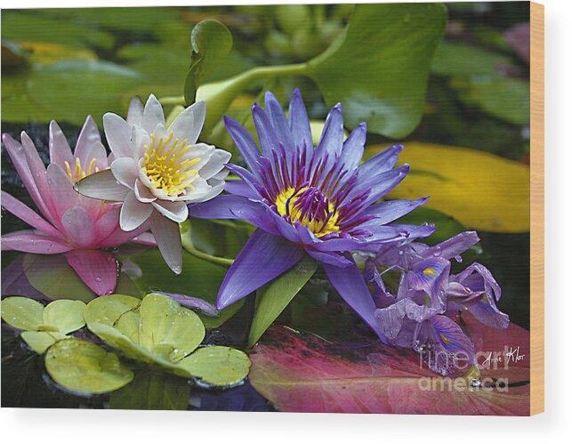 Waterlilies Wood Print featuring the photograph Lilies No. 17 by Anne Klar