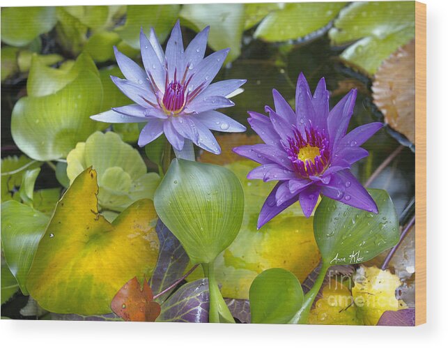 Water Lilies Wood Print featuring the mixed media Lilies No. 2 by Anne Klar